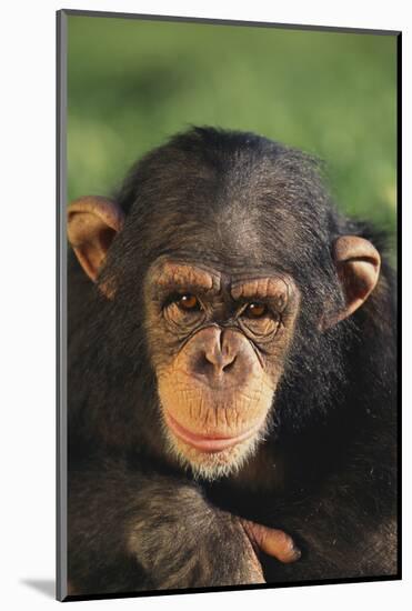 Chimpanzee-DLILLC-Mounted Photographic Print