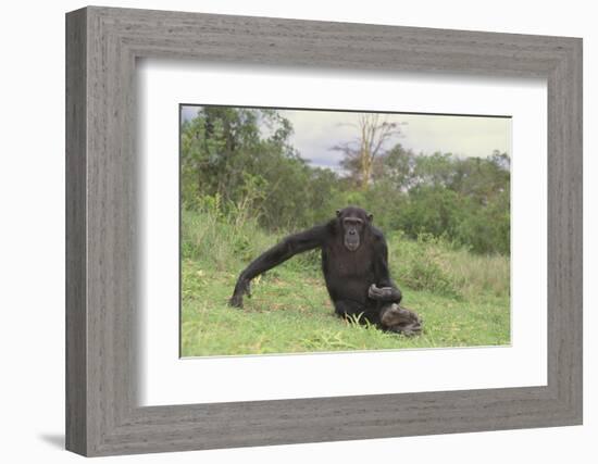 Chimpanzee-DLILLC-Framed Photographic Print