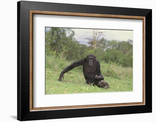 Chimpanzee-DLILLC-Framed Photographic Print