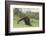 Chimpanzee-DLILLC-Framed Photographic Print