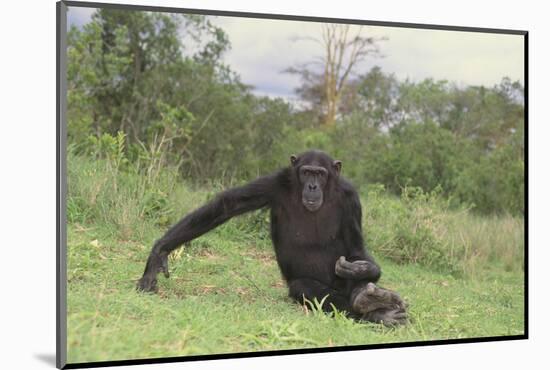 Chimpanzee-DLILLC-Mounted Photographic Print