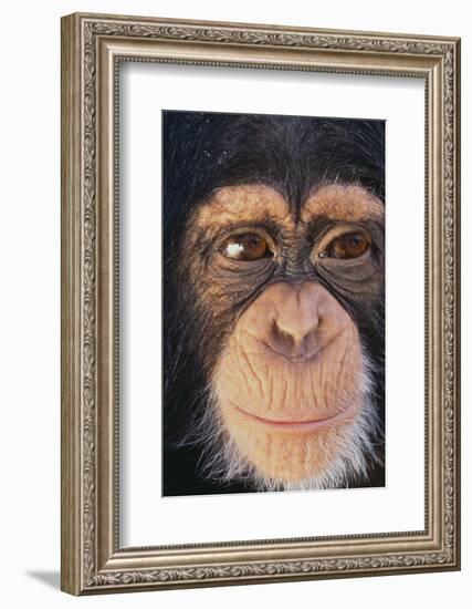 Chimpanzee-DLILLC-Framed Photographic Print