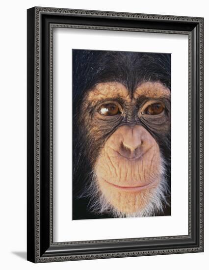 Chimpanzee-DLILLC-Framed Photographic Print