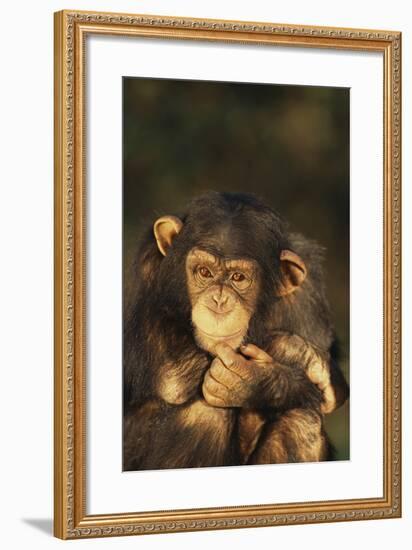 Chimpanzee-DLILLC-Framed Photographic Print