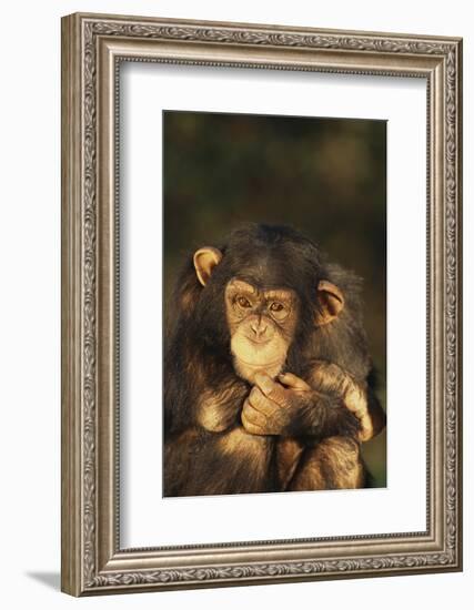 Chimpanzee-DLILLC-Framed Photographic Print