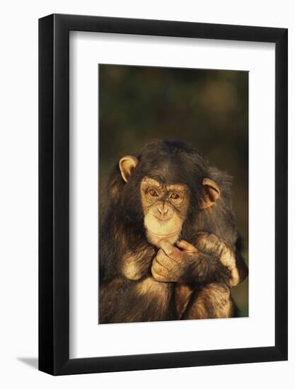 Chimpanzee-DLILLC-Framed Photographic Print