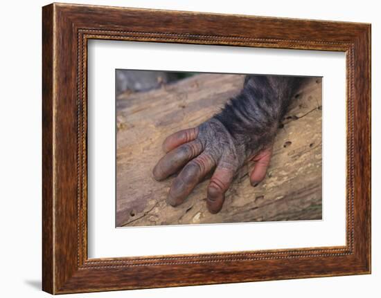 Chimpanzee-DLILLC-Framed Photographic Print