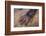 Chimpanzee-DLILLC-Framed Photographic Print