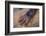 Chimpanzee-DLILLC-Framed Photographic Print