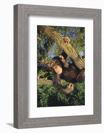 Chimpanzee-DLILLC-Framed Photographic Print