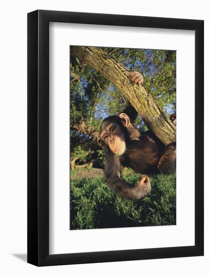 Chimpanzee-DLILLC-Framed Photographic Print