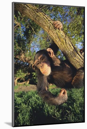 Chimpanzee-DLILLC-Mounted Photographic Print