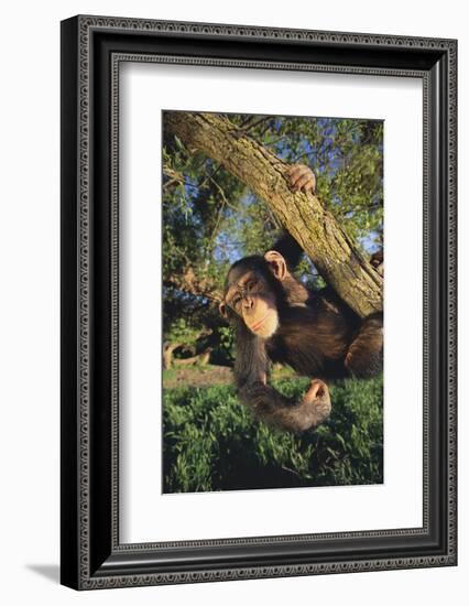 Chimpanzee-DLILLC-Framed Photographic Print