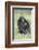 Chimpanzee-DLILLC-Framed Photographic Print