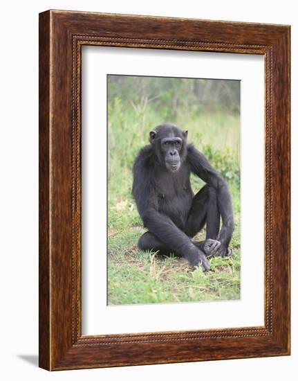 Chimpanzee-DLILLC-Framed Photographic Print