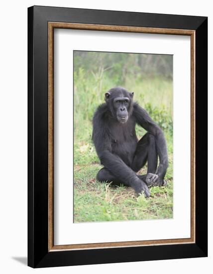 Chimpanzee-DLILLC-Framed Photographic Print