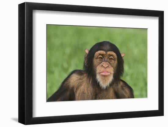 Chimpanzee-DLILLC-Framed Photographic Print