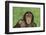 Chimpanzee-DLILLC-Framed Photographic Print