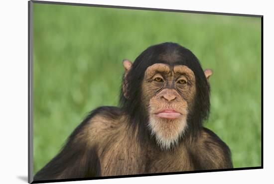 Chimpanzee-DLILLC-Mounted Photographic Print