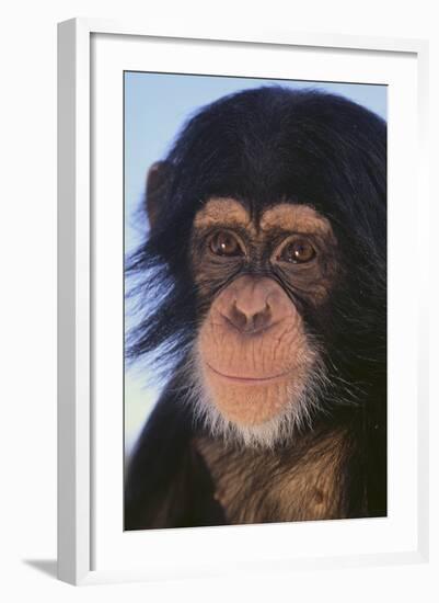 Chimpanzee-DLILLC-Framed Photographic Print