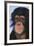 Chimpanzee-DLILLC-Framed Photographic Print