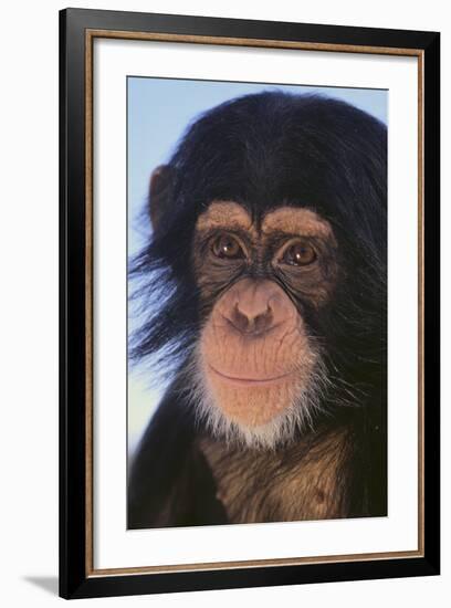 Chimpanzee-DLILLC-Framed Photographic Print