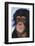 Chimpanzee-DLILLC-Framed Photographic Print