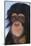 Chimpanzee-DLILLC-Mounted Photographic Print