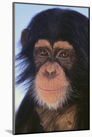 Chimpanzee-DLILLC-Mounted Photographic Print