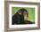 Chimpanzee-DLILLC-Framed Photographic Print