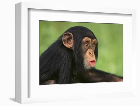 Chimpanzee-DLILLC-Framed Photographic Print