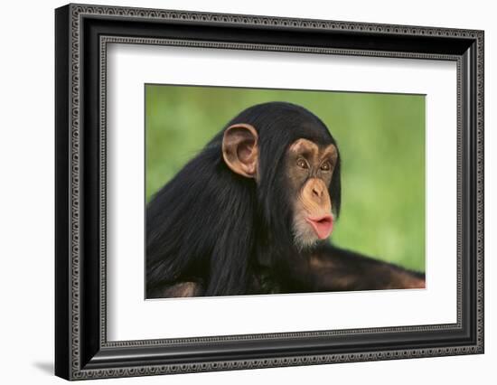 Chimpanzee-DLILLC-Framed Photographic Print