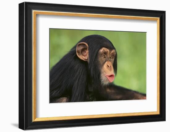 Chimpanzee-DLILLC-Framed Photographic Print