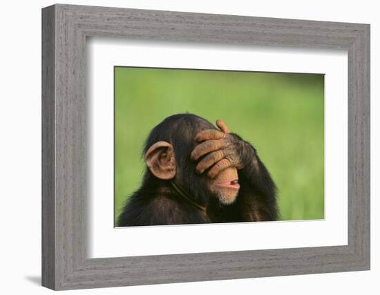 Chimpanzee-DLILLC-Framed Photographic Print