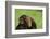 Chimpanzee-DLILLC-Framed Photographic Print