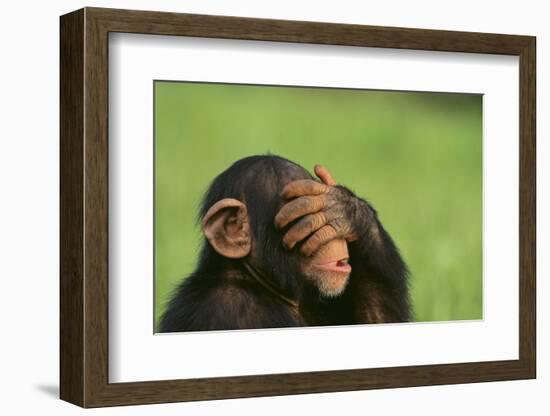 Chimpanzee-DLILLC-Framed Photographic Print