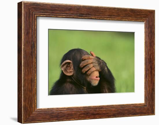 Chimpanzee-DLILLC-Framed Photographic Print