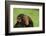 Chimpanzee-DLILLC-Framed Photographic Print