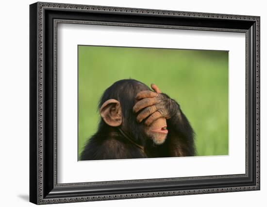 Chimpanzee-DLILLC-Framed Photographic Print