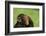 Chimpanzee-DLILLC-Framed Photographic Print