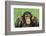 Chimpanzee-DLILLC-Framed Photographic Print