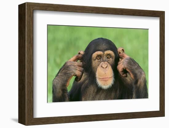 Chimpanzee-DLILLC-Framed Photographic Print