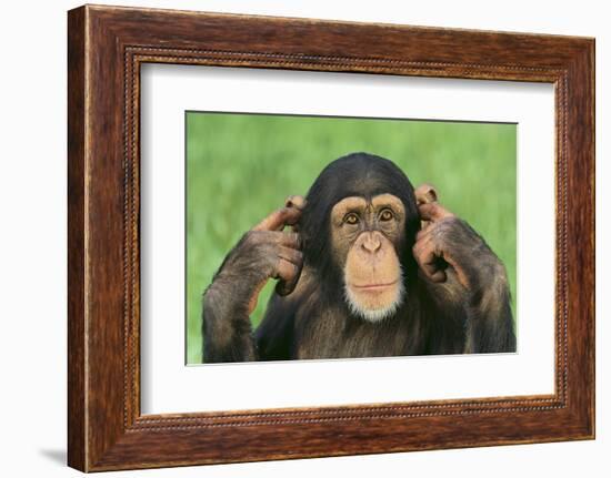 Chimpanzee-DLILLC-Framed Photographic Print