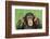 Chimpanzee-DLILLC-Framed Photographic Print