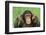 Chimpanzee-DLILLC-Framed Photographic Print