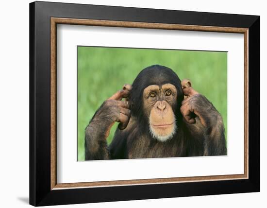 Chimpanzee-DLILLC-Framed Photographic Print