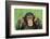 Chimpanzee-DLILLC-Framed Photographic Print