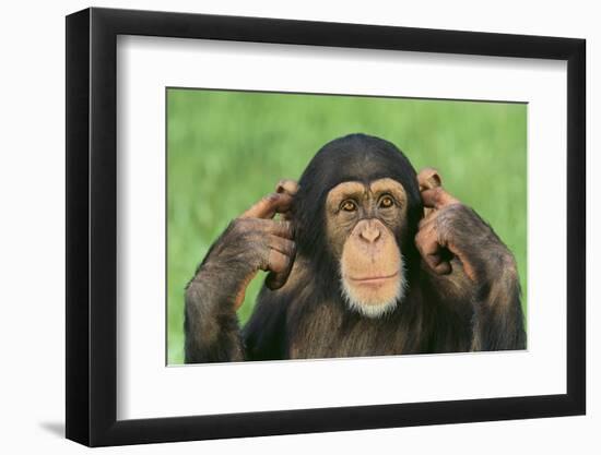 Chimpanzee-DLILLC-Framed Photographic Print