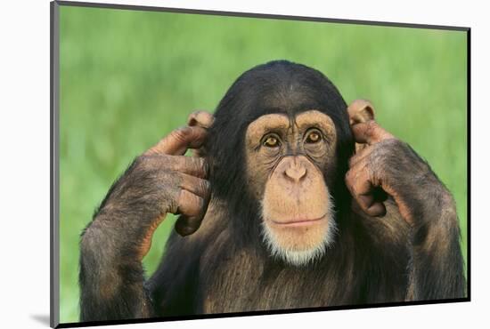 Chimpanzee-DLILLC-Mounted Photographic Print