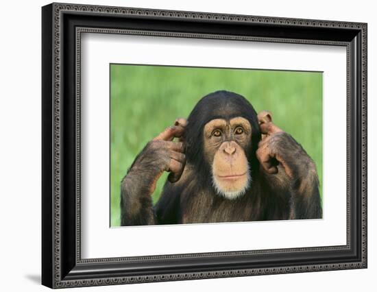 Chimpanzee-DLILLC-Framed Photographic Print